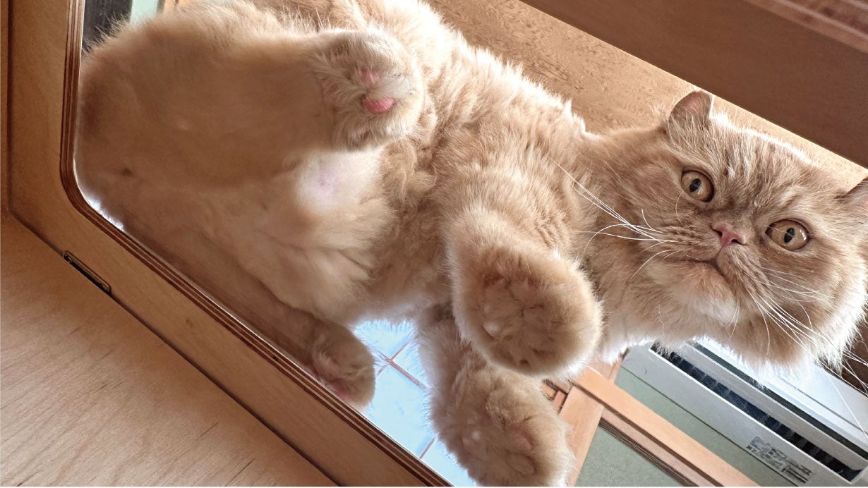 大型猫ちゃん必見！飼い主さんも一緒に楽しめるnekoto_木製ハウス2