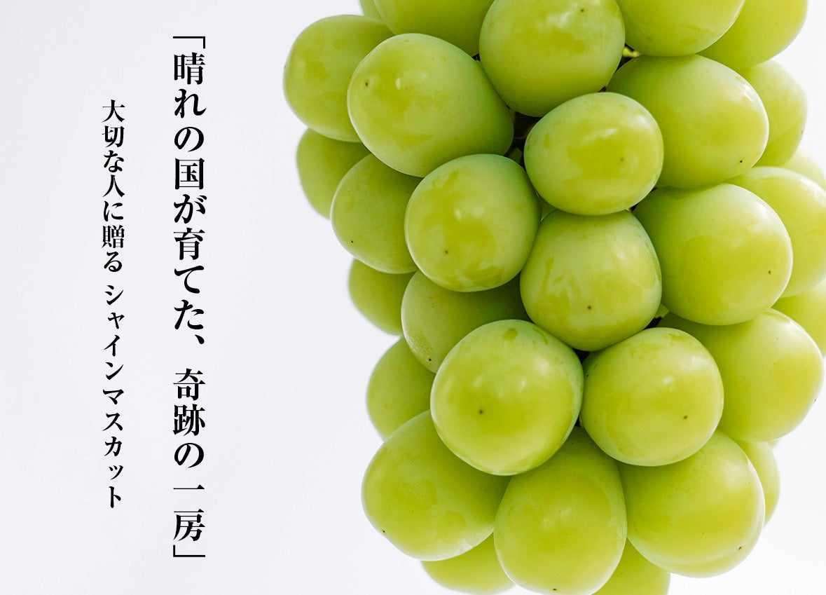 晴れの国、岡山の陽光が育てた奇跡の一房。“大切な人に贈る”シャイン