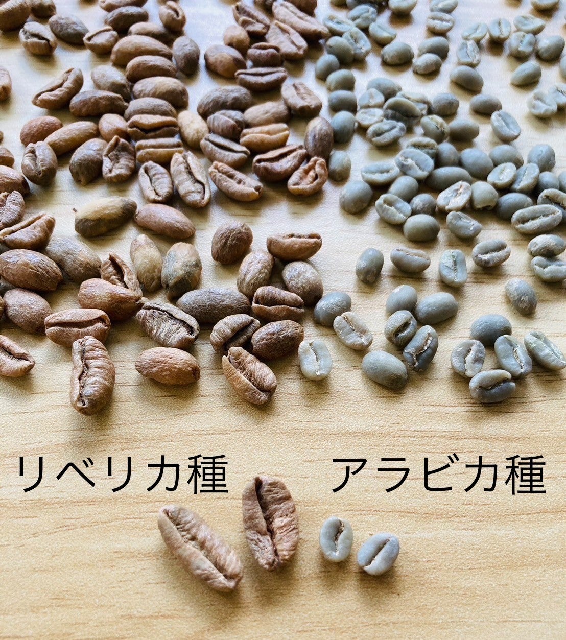 超希少】スペシャリティー級品質のリベリカ種コーヒー第2弾 新たな精製