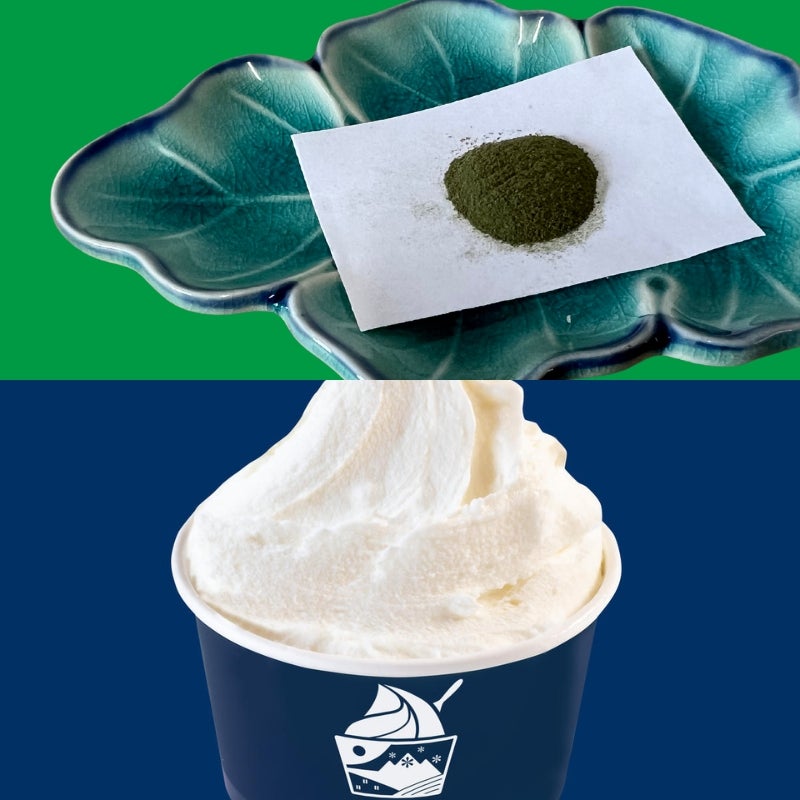 透き通る美しさ。。山採りクロモジ。 楽天市場】【現品】山採り【クロモジ】黒文字 株立ち 自然風樹形 樹高H