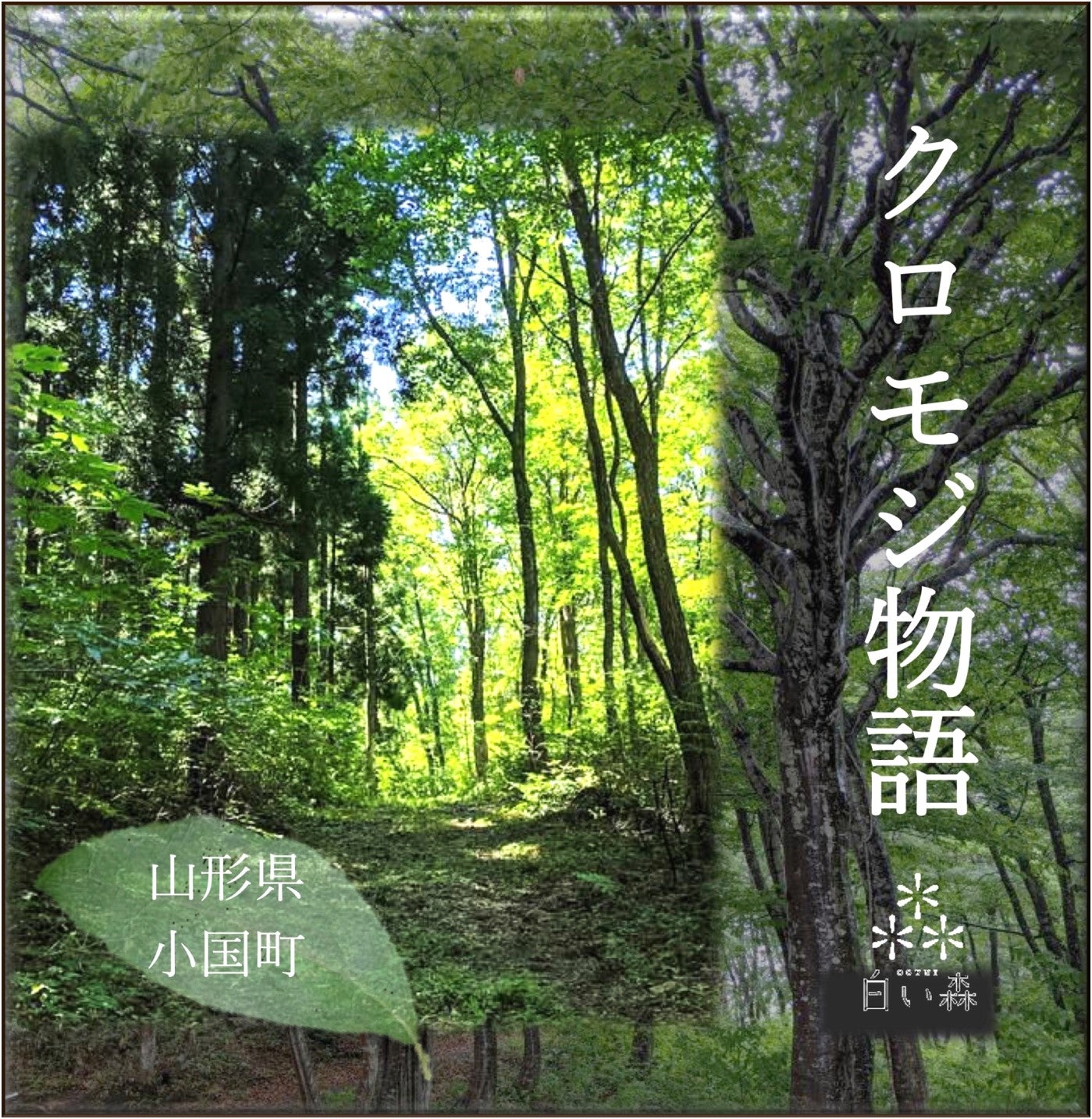 シルエット抜群。山採りクロモジ。 クロモジ/山採り【品番3187】