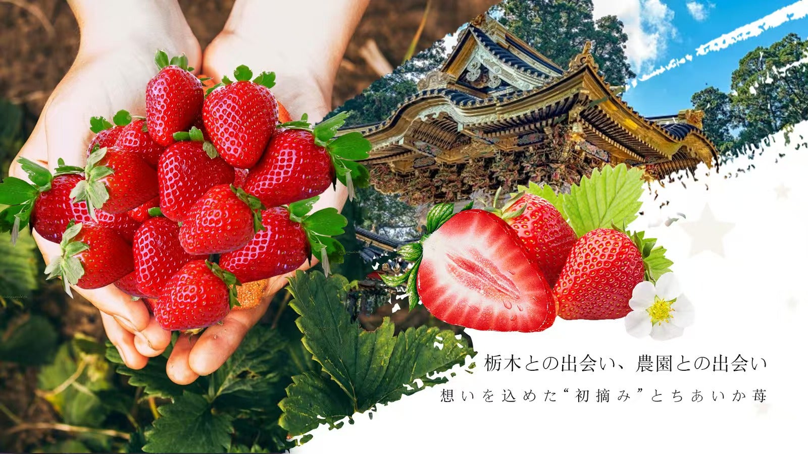 栃木の天然山水が育む、 初摘み苺「とちあいか」限定販売｜マクアケ