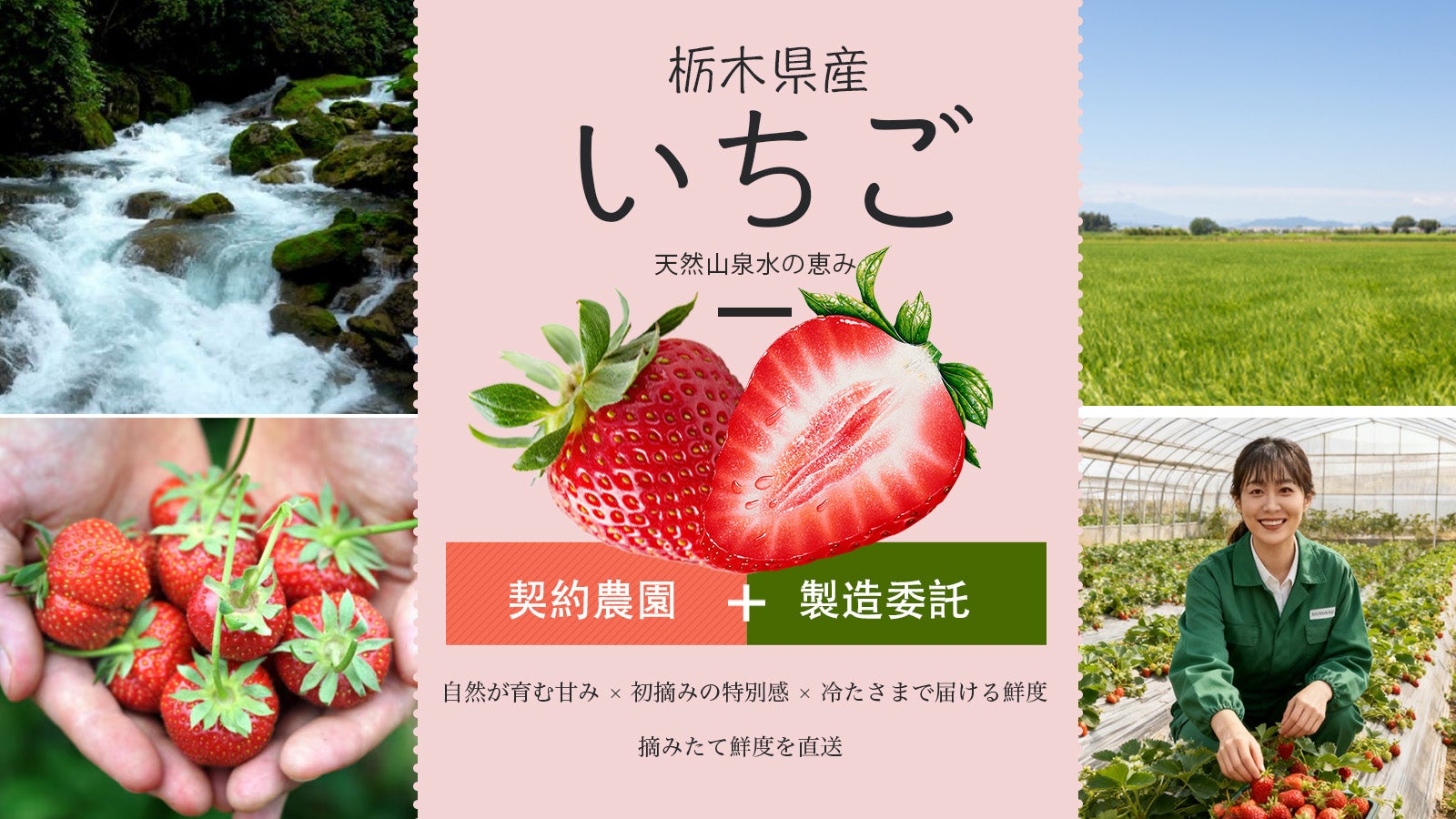 苺畑さん専用 栃木の天然山水が育む、 初摘み苺「とちあいか」限定販売｜マクアケ