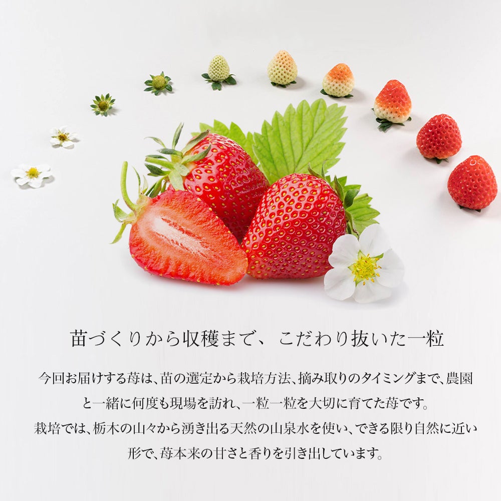 栃木の天然山水が育む、 初摘み苺「とちあいか」限定販売｜マクアケ