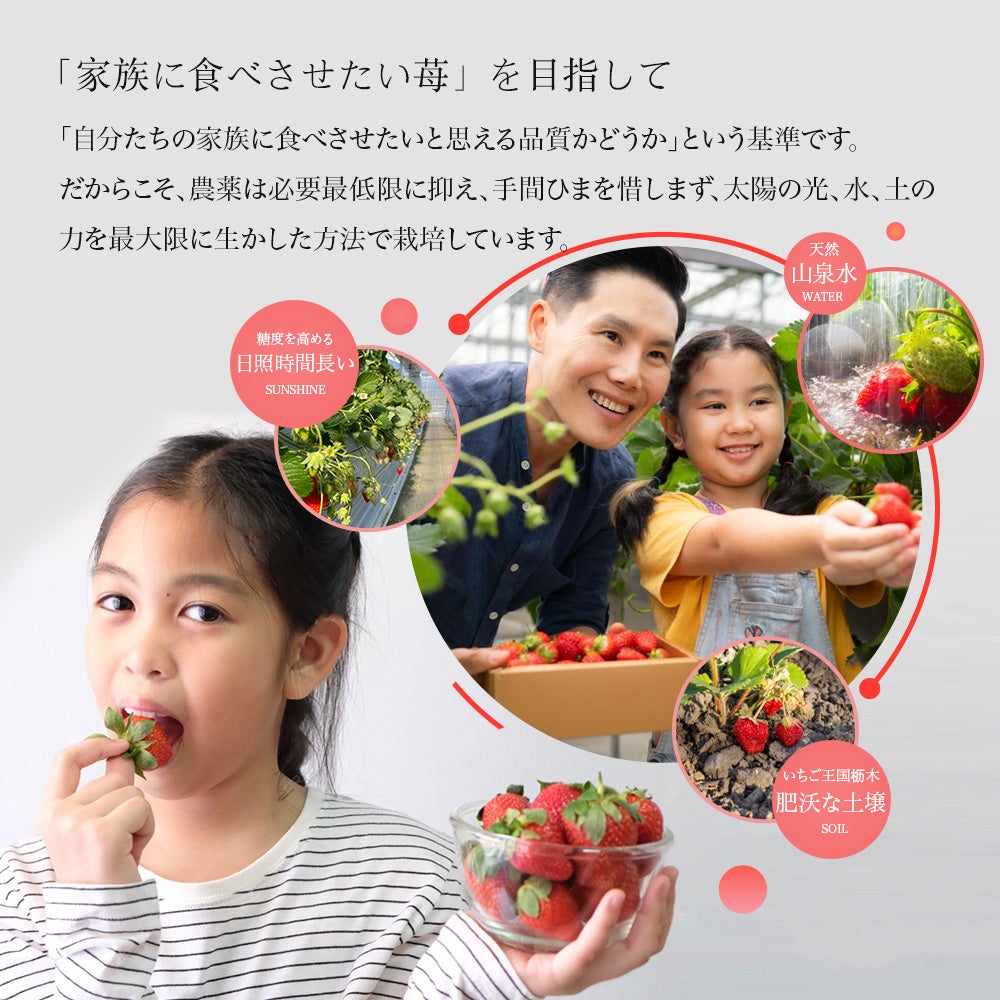 栃木の天然山水が育む、 初摘み苺「とちあいか」限定販売｜マクアケ