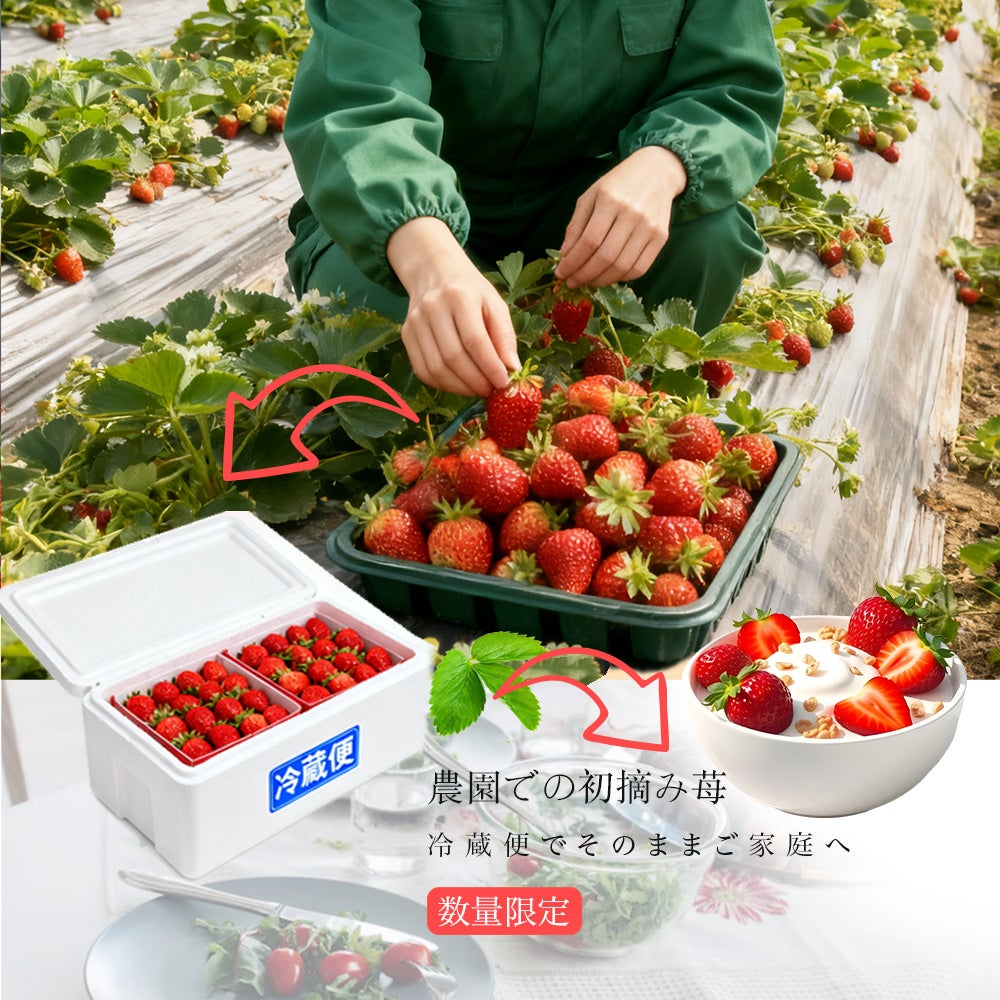 【確認用】岩手雫石町産 天然 無農薬 初摘みコゴミ 岩手県産 天然こごみ 山菜 | 野菜/山菜 産直アウル 農家から直接野菜