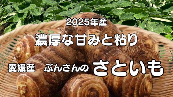 濃厚な甘みと粘り！愛媛県オリジナルのブランド里芋【2025年産】