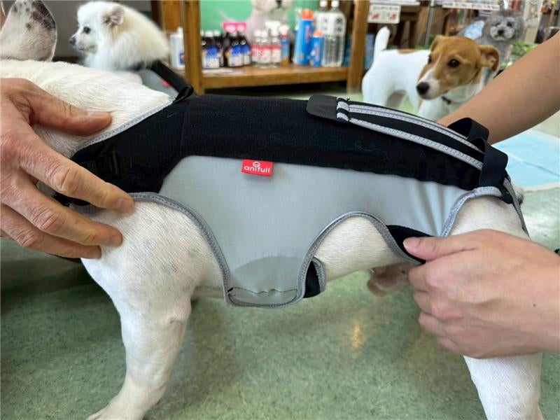 Makuake｜【今日の姿勢が、未来をつくる。】7歳を迎える子に贈る犬用