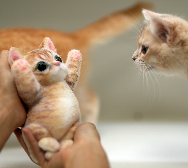 自分だけの色に染める、世界に一匹のハンドメイド愛猫。「マランニャン