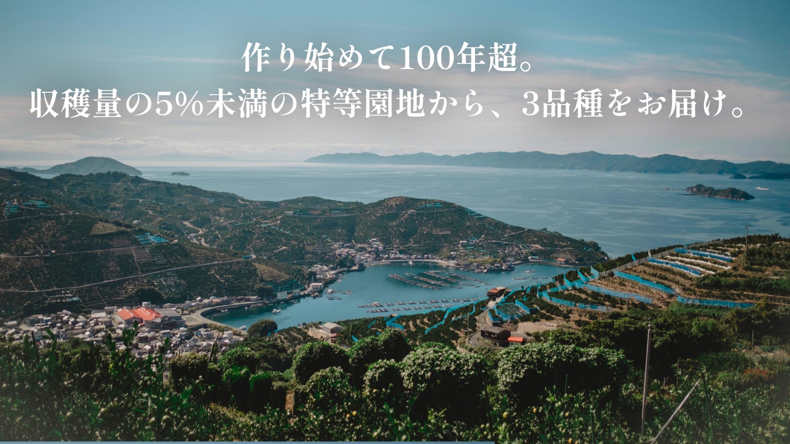 3つの旬を見極めたプレミアム「せとか・清見・不知火」をお届けします
