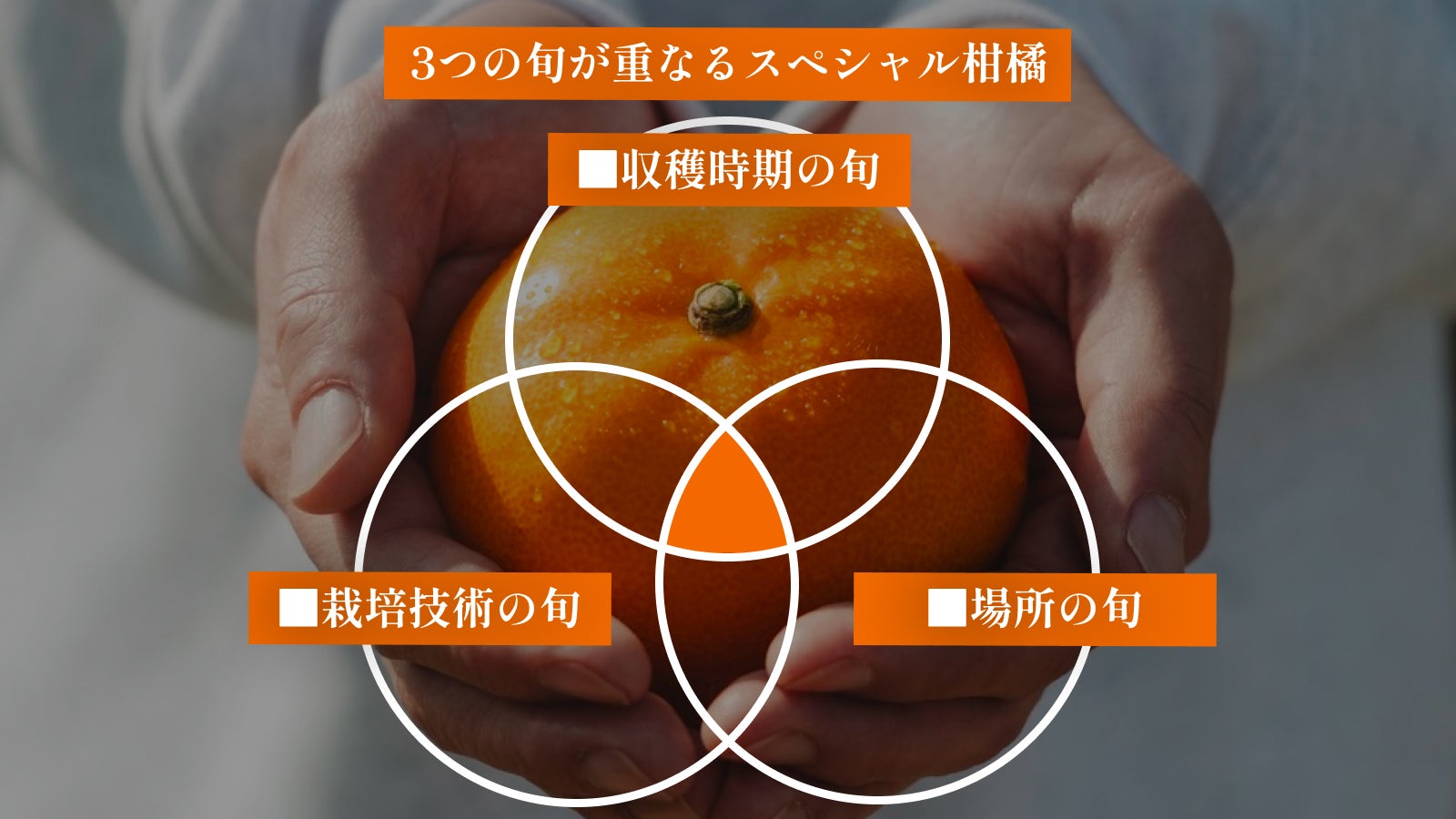 3つの旬を見極めたプレミアム「せとか・清見・不知火」をお届けします