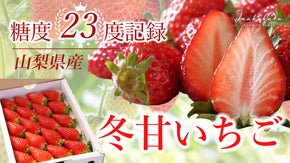 年間4000人以上が訪れる人気のいちご館から、朝採れ完熟いちごを数量限定でお届け