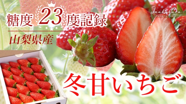 年間4000人以上が訪れる人気のいちご館から、朝採れ完熟いちごを数量限定でお届け