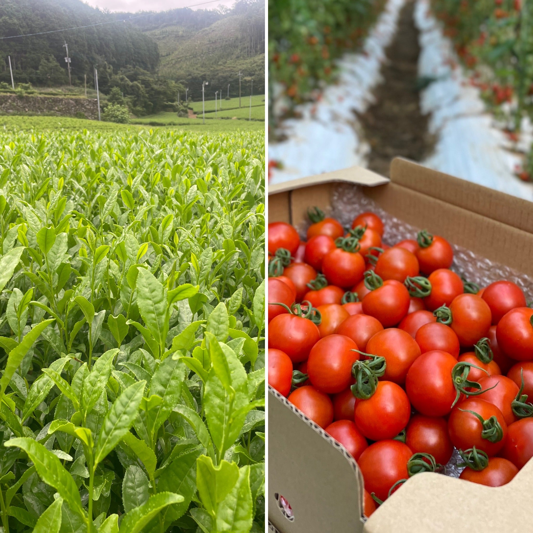 長崎の小さな農家の本気の挑戦！次世代へ紬ぐアタラシイ農業のカタチ