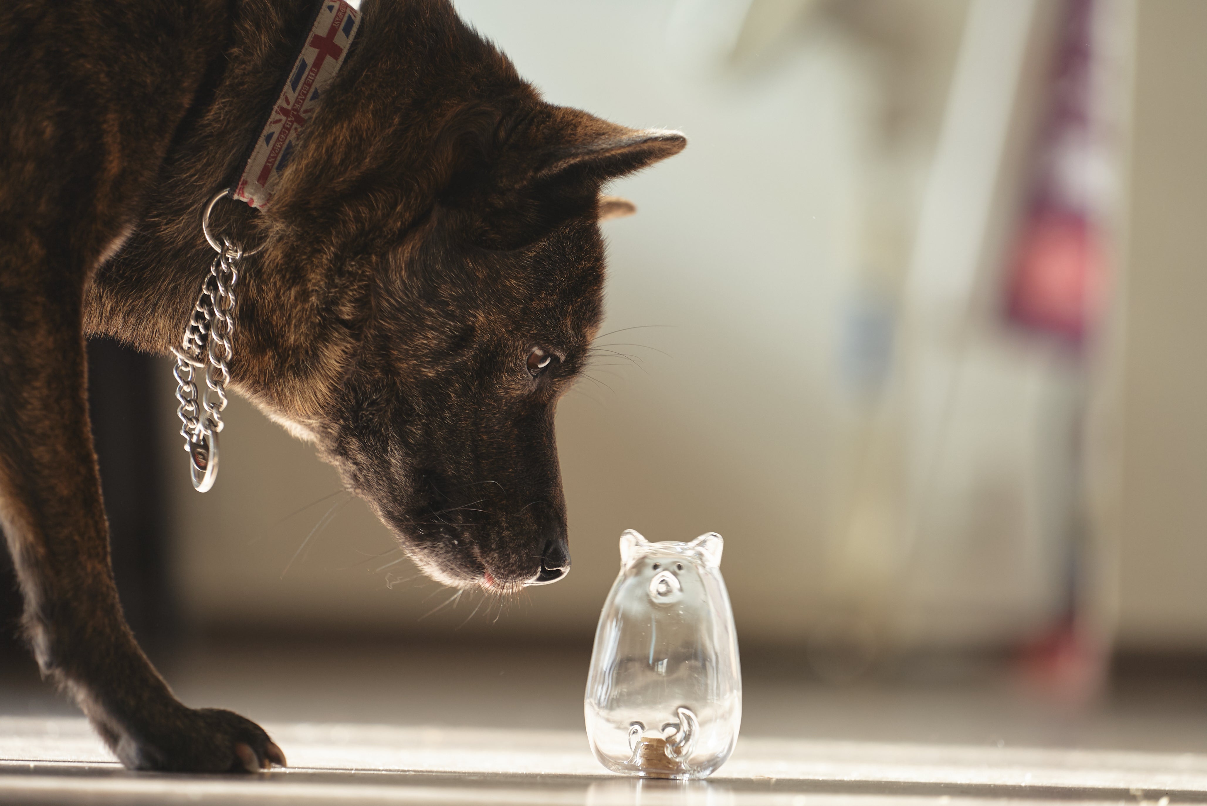 うちの子のけだまだま」から、待望のガラスシリーズ誕生！｜マクアケ