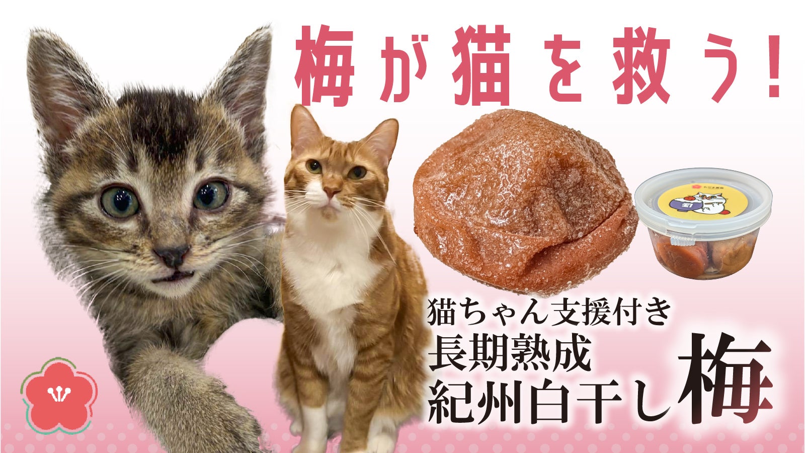 Makuake限定出荷！2年熟成紀州白干し梅を応援購入で貴方も猫ちゃんも