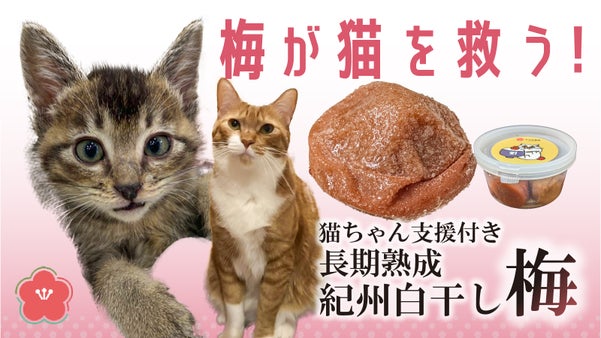 Makuake限定出荷！２年熟成紀州白干し梅を応援購入で貴方も猫ちゃんもハッピー