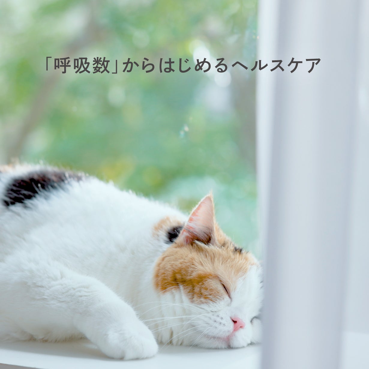 そばに置くだけ、猫に触れない健康管理。呼吸を測るneamo（ニアモ