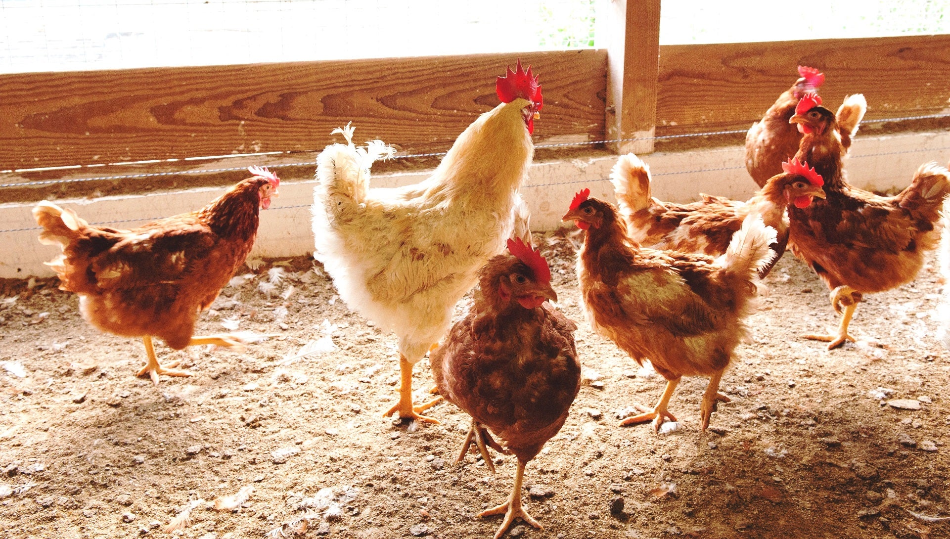 養鶏場火災からのリスタート！復旧した第6号鶏舎の「初たまご」で香港