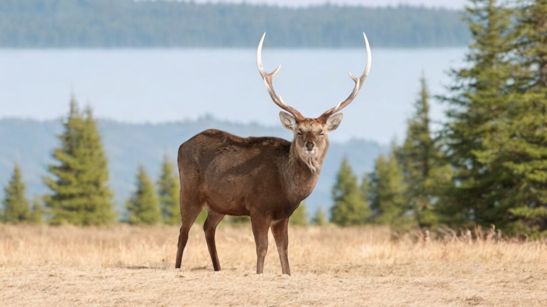 武州正藍染×蝦夷鹿革 自然と響き合う、新しいラグジュアリーアート