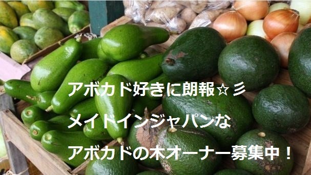 アボカド好きに朗報☆彡 メイドインジャパンなアボカドの木オーナー