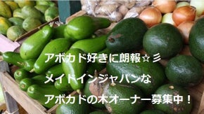 アボカド好きに朗報☆彡　メイドインジャパンなアボカドの木オーナー募集中！