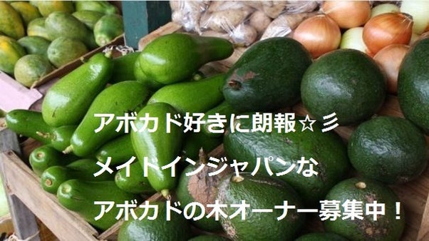 アボカド好きに朗報☆彡　メイドインジャパンなアボカドの木オーナー募集中！