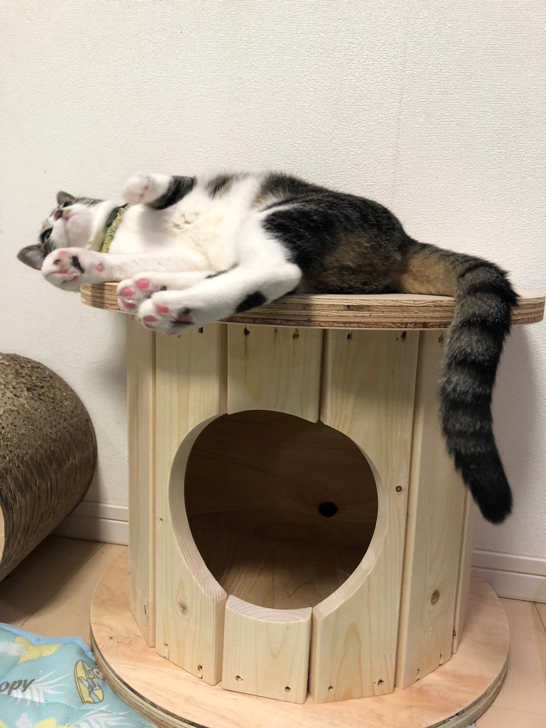 端材×匠の技！猫と地球に優しい秘密基地「木製ドラム型キャットハウス