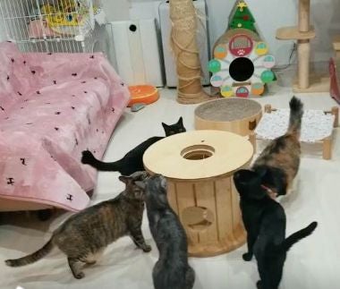端材×匠の技！猫と地球に優しい秘密基地「木製ドラム型キャットハウス