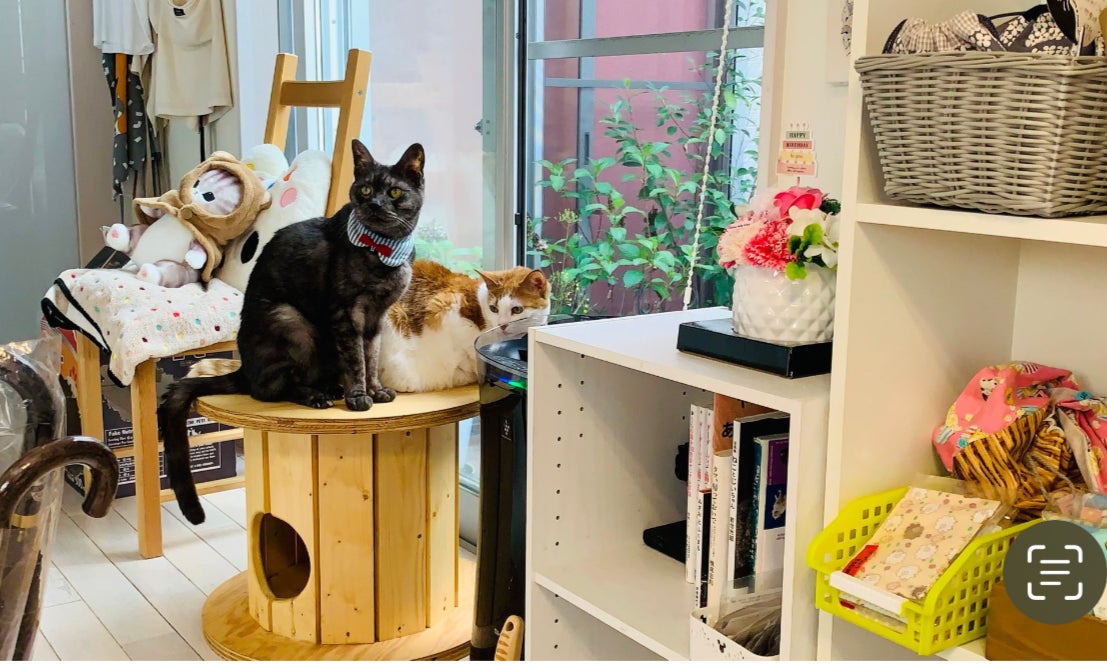 端材×匠の技！猫と地球に優しい秘密基地「木製ドラム型キャットハウス