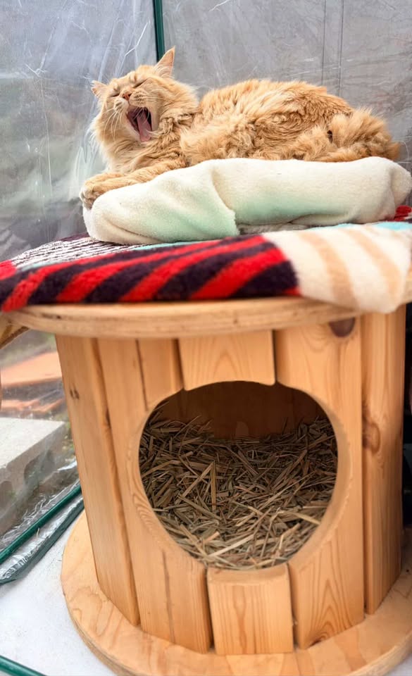 猫ちゃんの秘密基地　ケーブルドラム　　猫ハウス 端材×匠の技！猫と地球に優しい秘密基地「木製ドラム型キャットハウス