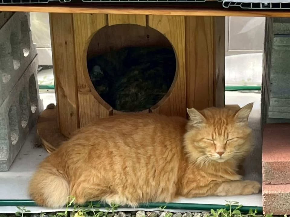 端材×匠の技！猫と地球に優しい秘密基地「木製ドラム型キャットハウス