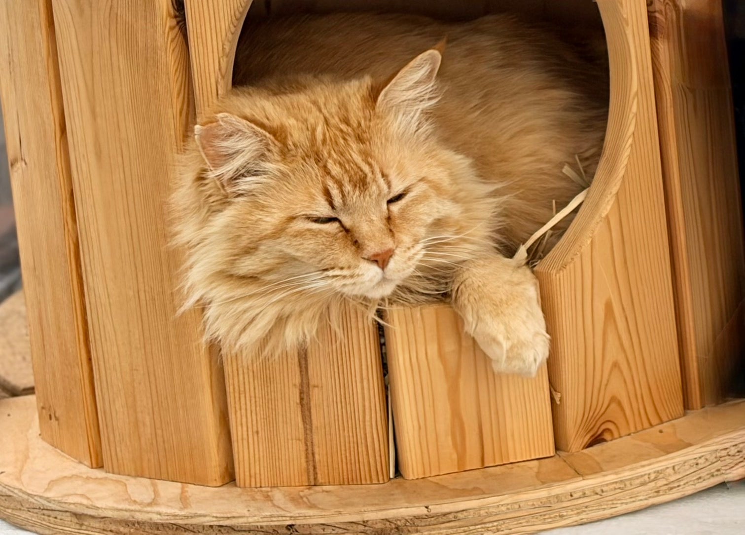 Makuake｜端材×匠の技！猫と地球に優しい秘密基地「木製ドラム型