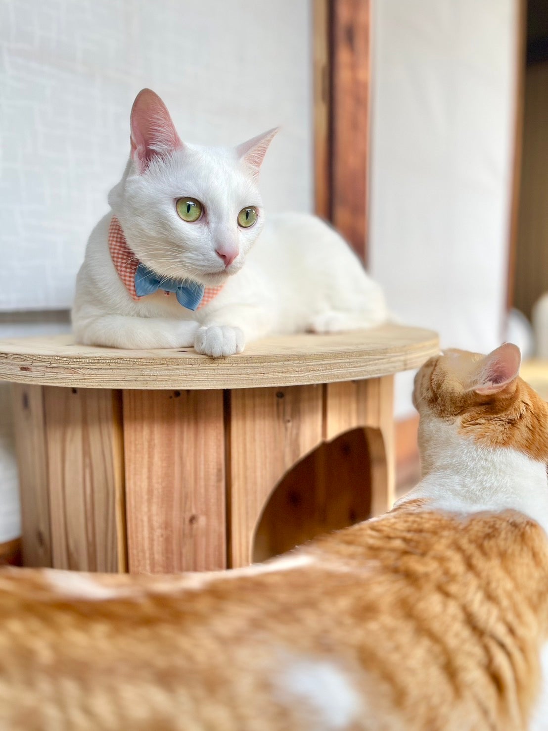 端材×匠の技！猫と地球に優しい秘密基地「木製ドラム型キャットハウス
