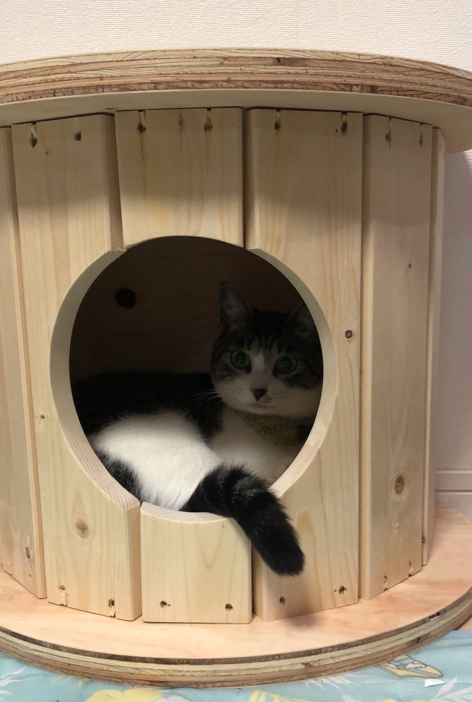 端材×匠の技！猫と地球に優しい秘密基地「木製ドラム型キャットハウス