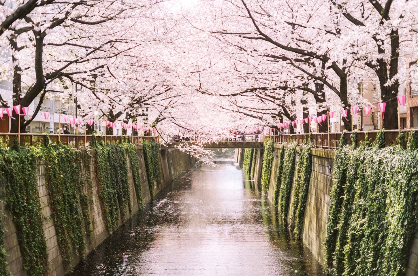 絶景花見席＆限定桜アイテム】中目黒｜目黒川の桜を未来へ。持続可能な