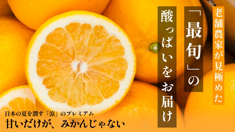 冬だけが主役じゃない。老舗農家が贈る、日本の夏を乗り切るプレミアムな夏の柑橘。
