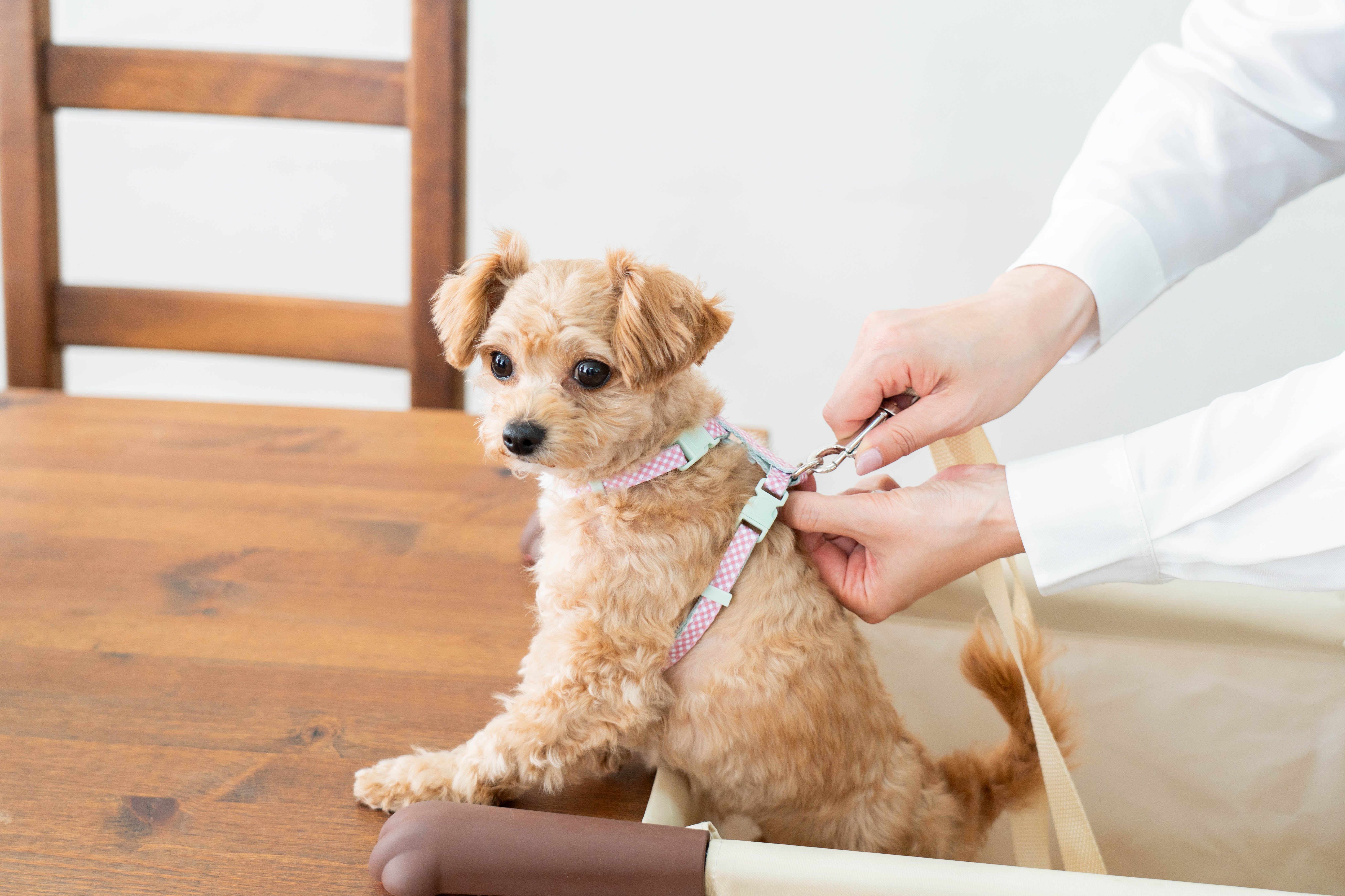 食事中の抱っこから解放！愛犬・愛猫と目線が合う「肉球アームのペット