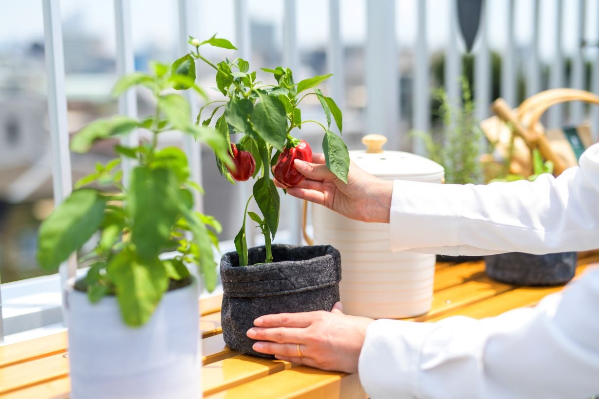 生ごみからベランダ菜園まで、これだけでOK！臭いや土で悩まないROOF
