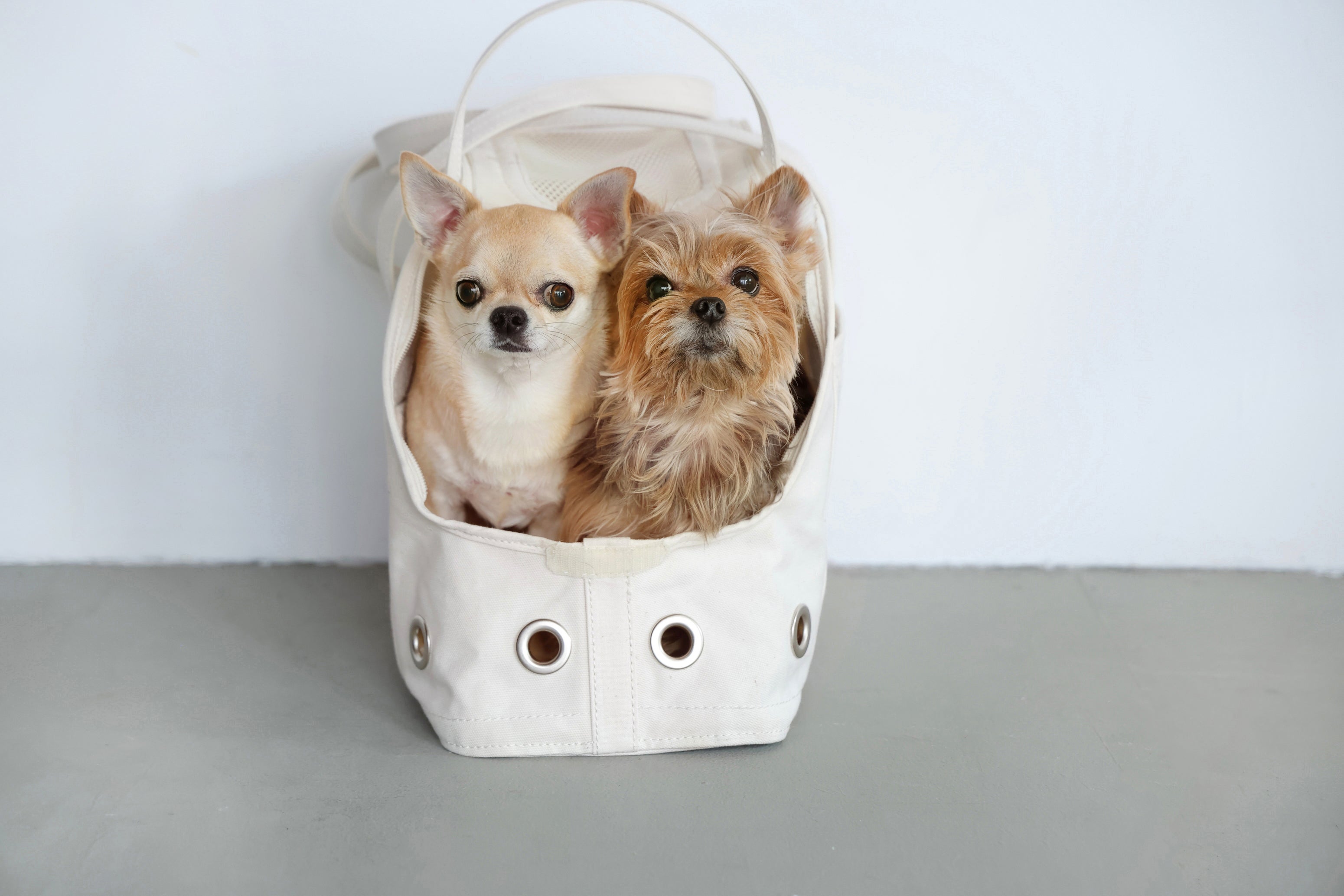 愛犬がくんくん本能で選ぶ ほっこり巣穴キャリーバッグ｜マクアケ