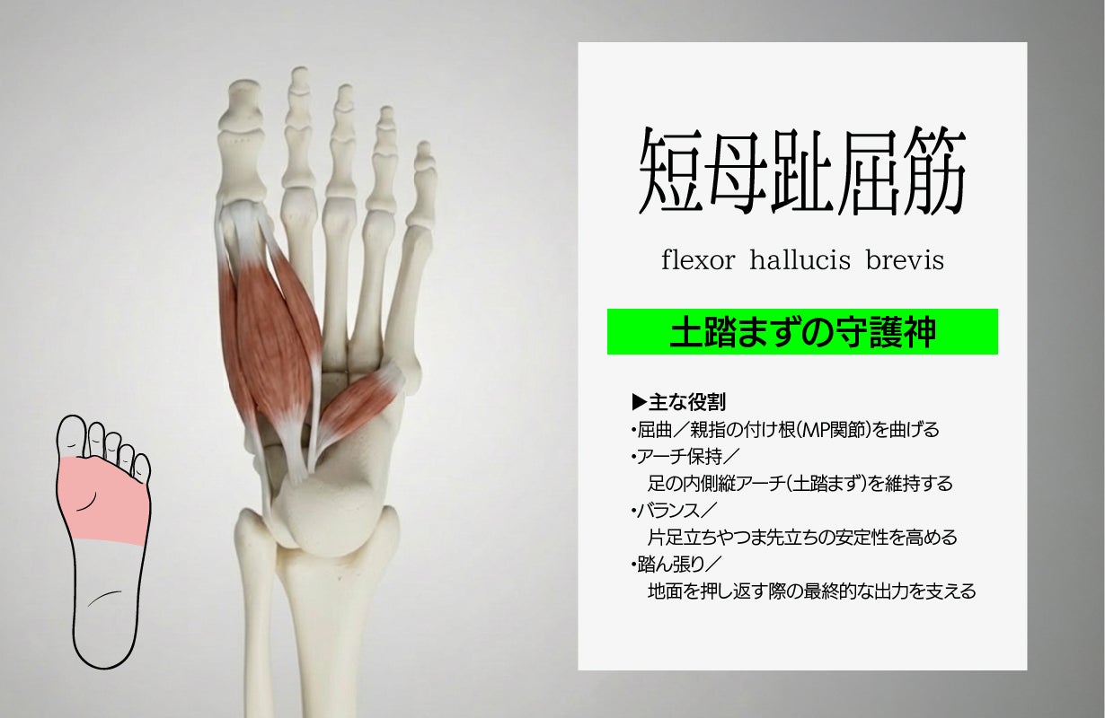 青竹踏みのアーチとこりほぐしを1つに。巻いて立つだけ強刺激！足裏