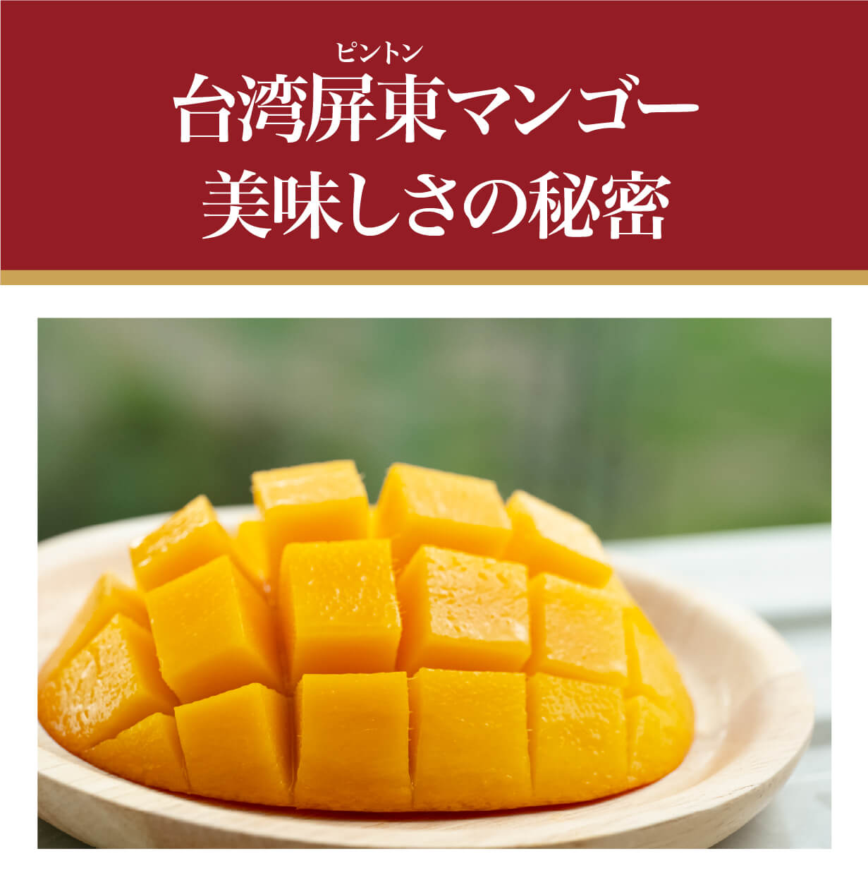 大好評で再上陸！規格外の甘さ♪台湾チャンピオンマンゴー、今年も