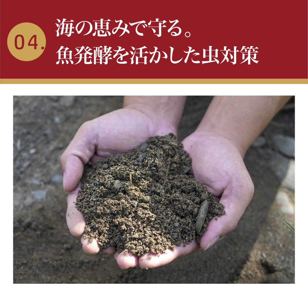 大好評で再上陸！規格外の甘さ♪台湾チャンピオンマンゴー、今年も