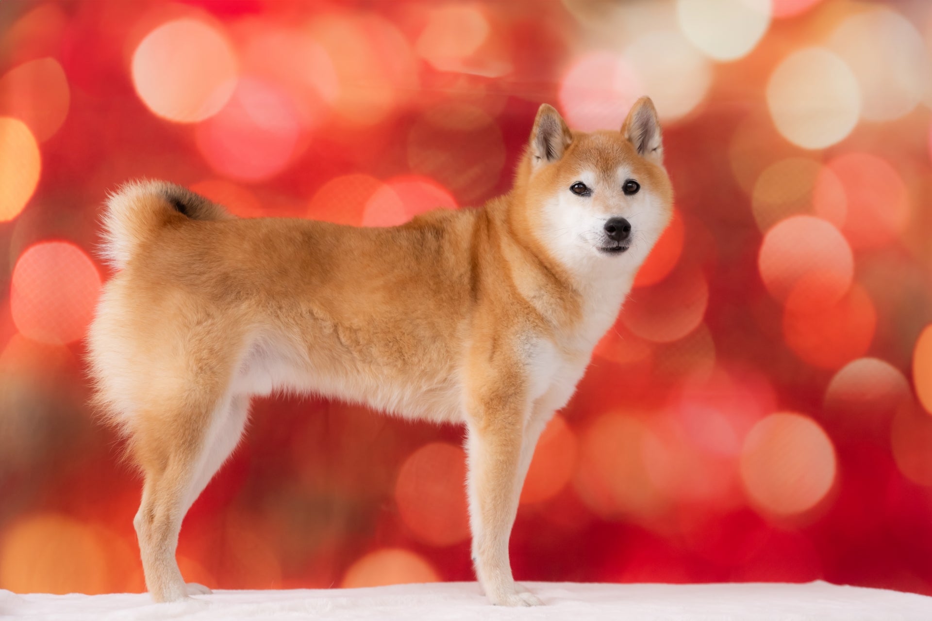 Makuake｜可愛くも後光が差すような佇まいとSNSで騒然！あの『阿弥陀