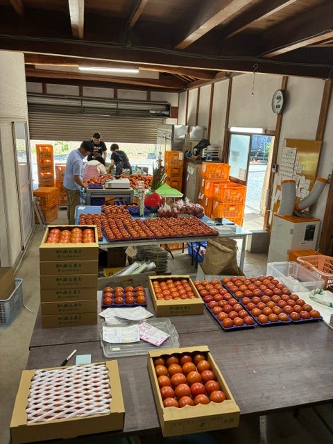 Makuake｜20トン収穫のうちわずか0.02％。市場に出回らないトマトの一