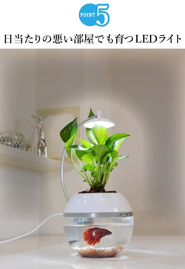 間接照明に「生命」を。植物と魚を育成できるLEDライト。水換えお