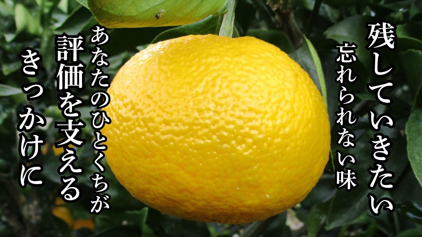 贈答クラス体験！幻の柑橘『みえのスマイル』×超レアな国産