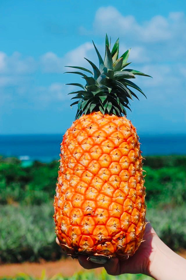 朝採れを贅沢にそのまま直送】西表島で獲れる貴重で極上な3種の