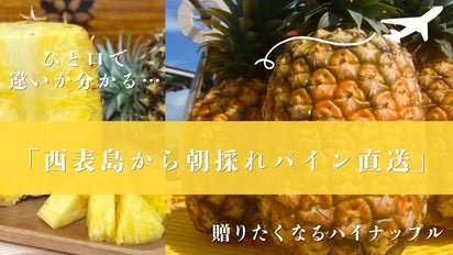 朝採れを贅沢にそのまま直送】西表島で獲れる貴重で極上な3種の