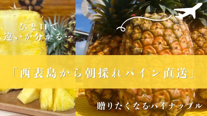 朝採れを贅沢にそのまま直送】西表島で獲れる貴重で極上な3種の